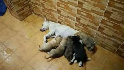 بالصور.. غضب رواد فيس بوك بسبب ما فعله سكان بكلبة ترضع أطفالها