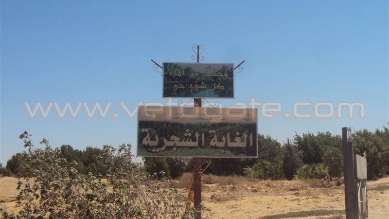 فيتو