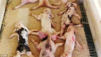 بالفيديو والصور.. شاب يقتل 79 خنزيرا بشكل مروع بالقفز أعلاها