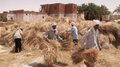 البيئة تستعد لموسم قش الأرز.. اجتماعات في المحافظات للقضاء على السحابة السوداء.. دعم المزارعين للاستفادة من «الكنز المفقود» كلمة السر.. و«رخا»: تجربة القطاع الخاص فشلت وتغيير ثقافة