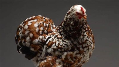 أجمل الدجاج في العالم (صور)