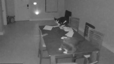 بالفيديو والصور.. تصرف قطتين يثير ذعر أصحاب المنزل