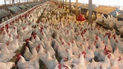 الثروة الداجنة  تكشف خطورة استيراد «المجزءات»