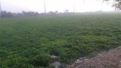 بالصور.. ورد النيل يشرد مئات الأسر يعملون بالصيد في رشيد