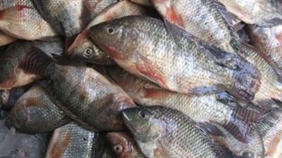تباين أسعار الأسماك بسوق العبور والبلطي يسجل 18 جنيهًا