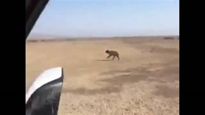 بالفيديو.. شباب يقتلون ذئبا بطريقة بشعة تثير غضب السعوديين