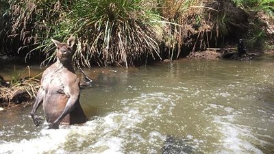 بالصور.. كلب يخيف كنغرا مفتول العضلات