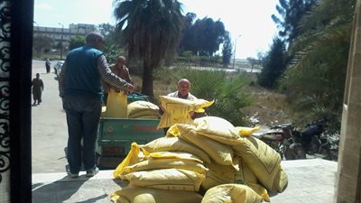 زراعة الإسماعيلية توفر تقاوي القطن بالقنطرة شرق (صور)