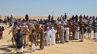 انطلاق الدورة الـ17 لمهرجان الهجن الدولي في الإسماعيلية (صور)