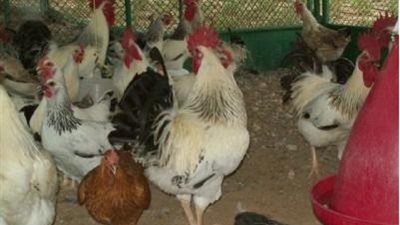 الدواجن البلدية تسجل 20 جنيها بالبحر الأحمر