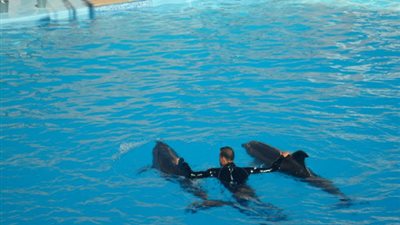 رسالة من جمعية البيئة الفرنسية لوقف السباحة التجارية مع الدلافين