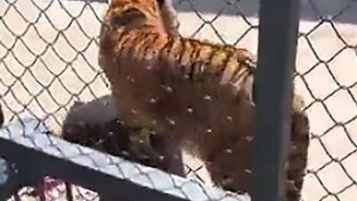 لحظة افتراس نمر لحارسه (فيديو وصور)