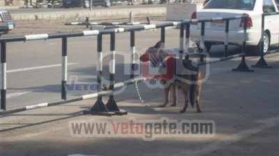 بالصور.. معتصمو 