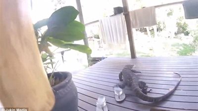 بالفيديو والصور.. سحلية ضخمة تصيب أفراد أسرة بالرعب