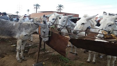 سوق «الرهوان».. لا يزال العرض مستمرًا