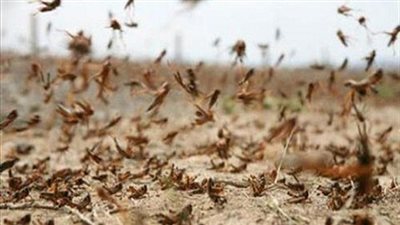 الحكومة توضح حقيقة هجوم الجراد الصحراوي على مصر