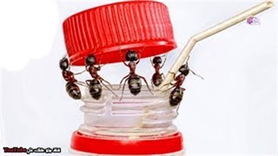 أذكى 10 حشرات على الأرض (فيديو)