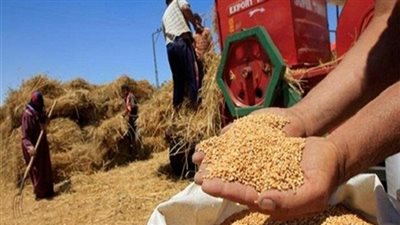 «الحبوب الغذائية»: 4050 جنيها سعر طن القمح.. و4600 للدقيق «الزيرو»