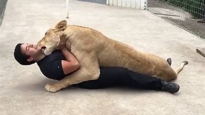 بالفيديو والصور.. طبيب يفاجئ لبؤة في عيد ميلادها