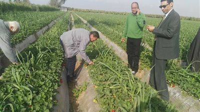 زراعة الإسماعيلية تعلن إجراءات مكافحة الآفات (صور)