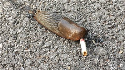 شاهد.. لقطة طريفة لـ«حلزون» يشرب سيجارة في شوارع بريطانيا