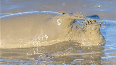 كلب بحر يستمتع بحمام طيني (صور)