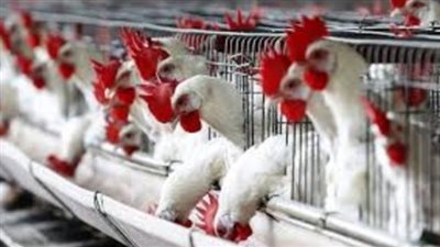 «الثروة الداجنة»: ارتفاع كرتونة البيض لـ37 جنيها بالمزارع