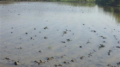 «زراعة أسيوط»: فتح الترع أنقذ الأراضي الزراعية من الغرق بسبب السيول