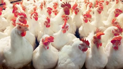 الغرفة التجارية تتوقع ارتفاع أسعار الدواجن بسبب زيادة التكلفة
