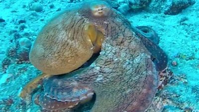 أخطبوط يتخفى من الحيوانات المفترسة بطريقة نادرة (فيديو وصور)