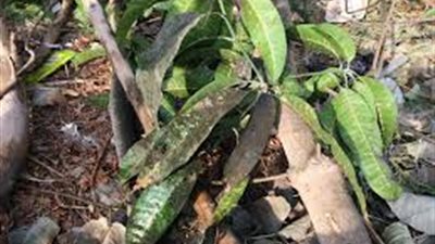 «زراعة الإسماعيلية» تعلن معالجة العفن الهبابي لأشجار المانجو