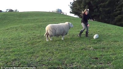 بالفيديو والصور.. خروف يفاجئ المارة بمهاراته في لعب كرة الرجبي