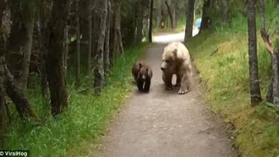 بالفيديو والصور.. رجل يكتشف سر تتبع دب وأشبالها له