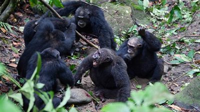 بالفيديو والصور.. عصابة قرود تعتدي على قائد للسيطرة على الزعامة