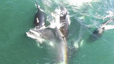 بالفيديو والصور.. هجوم مروع من مجموعة حيتان قاتلة على حوت يسبح وحيدا