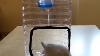 شاب يصمم دشا لاستحمام طائره (فيديو)