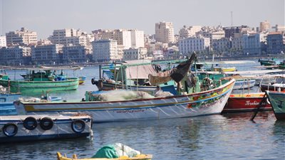 الإسكندرية تعانى نقص الأسماك