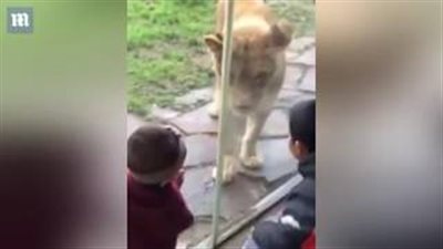 بالفيديو.. لحظة هجوم أسد على طفلة أمام والدتها