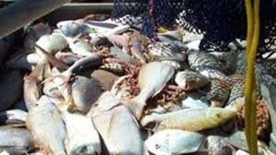 ضبط 250 كيلو سمك فاسد ولحوم مجهولة المصدر بدسوق في كفر الشيخ