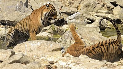 بالصور.. معركة بين إناث النمر من أجل المياه