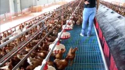 حالات الأولوية في الحصول على أراضي بالظهير الصحراوي لنقل مزارع الدواجن