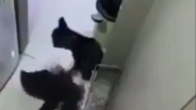 رد فعل مجموعة شباب لحظة سقوط صديقهم مغشيا عليه (فيديو)