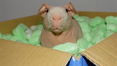 بالصور.. قارض أصلع يشبه الخنزير يثير ضجة عبر «إنستجرام»