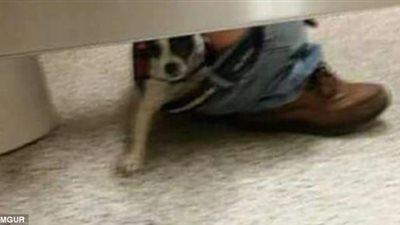 «ديلي ميل» تنشر أغرب اللقطات لأشخاص داخل المرحاض