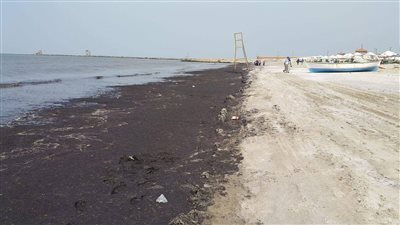 بالفيديو والصور.. ظهور بقعة بترولية على شاطئ بورسعيد للمرة الثانية