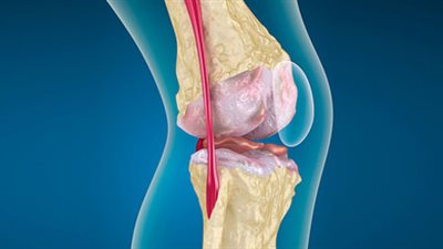 عنصر «السيلينيوم» يلعب دورا هاما داخل الغضروف للحفاظ على الحركة
