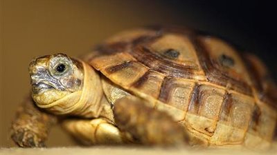 «حماية البيئة» بالإسكندرية تنقذ سلحفاة مهددة بالانقراض