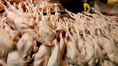 ضبط 13 طن دواجن فاسدة قبل ترويجها في أبوالنمرس