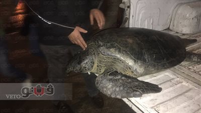 البيئة: حملة لمواجهة بيع السلاحف البحرية بالإسكندرية