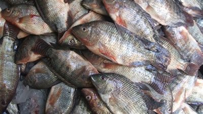 «البلطي» يسجل 16.5 جنيها بسوق الجملة